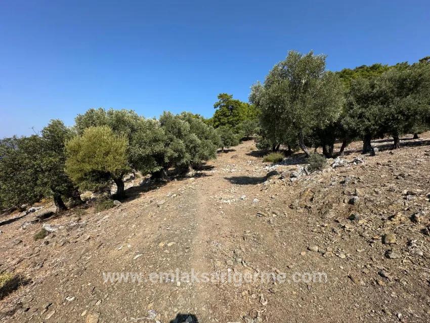 Feld Zu verkaufen in Çandır Bz. Köyceğiz - Feld-Zonierung - 21.000 m²