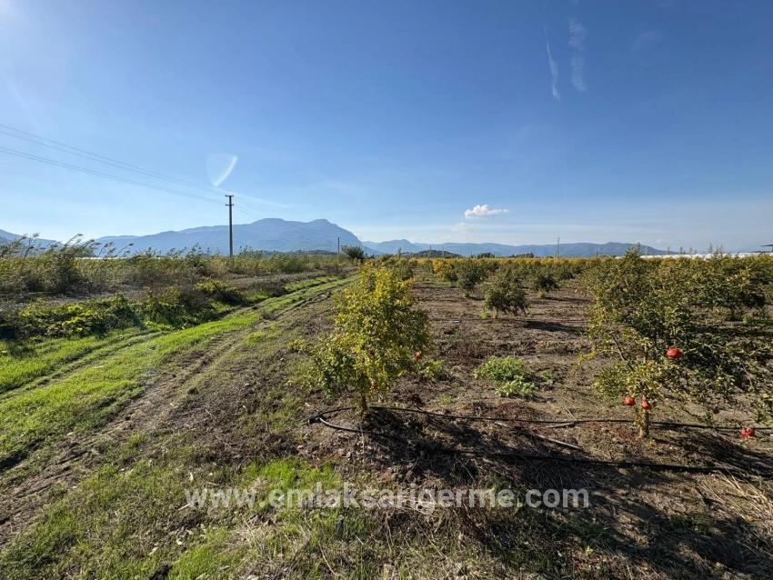21500 M² Großer Granatapfelgarten In Eskiköy Zu Verkaufen