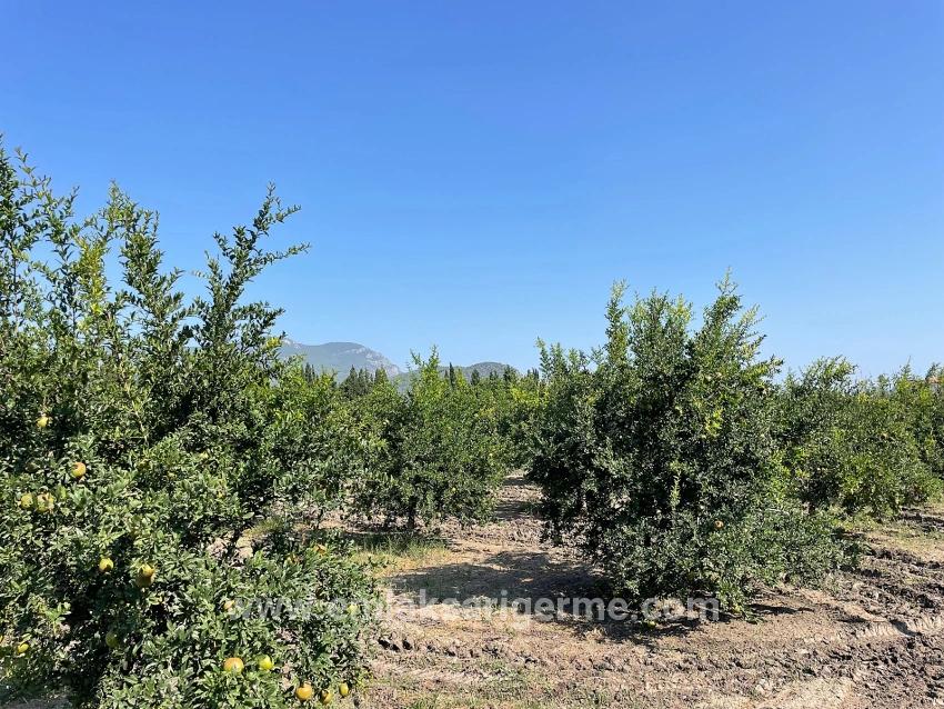 10.000 M² Großer Granatapfelgarten Zum Verkauf In Der Gegend Von Dalyan Arıkbaşı Gerendüzü.