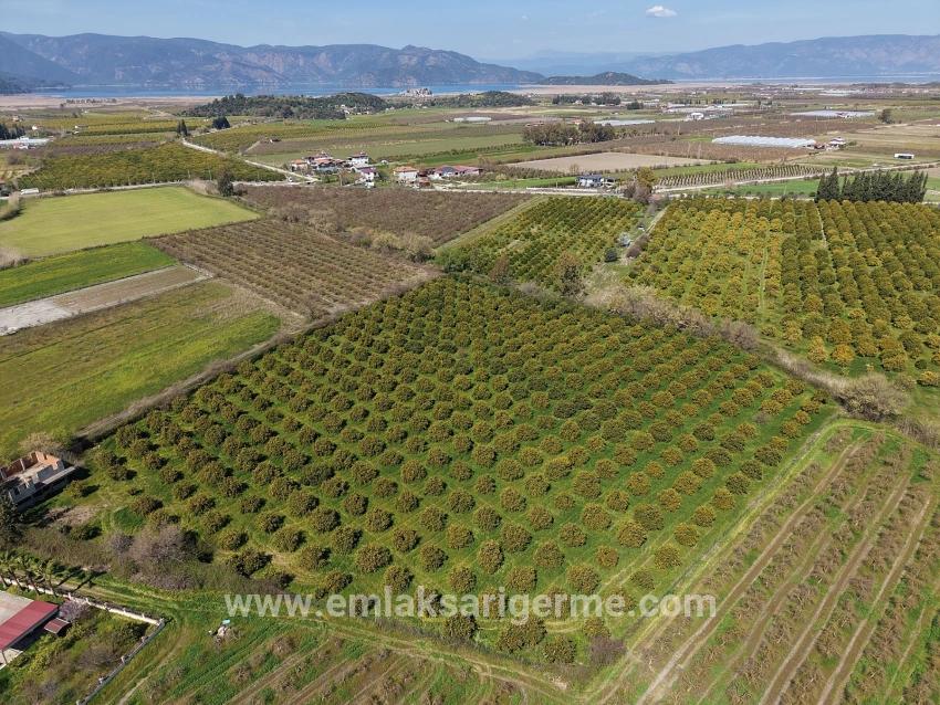 17.550 M2 Weinberg-bahce Zum Verkauf In Der Nähe Des Dalyan Centers