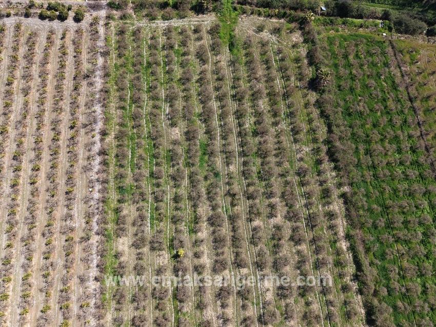 16.710 M² Granatapfelgarten Zum Verkauf Mit Seeblick In Eskiköy
