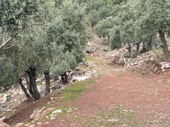 Köyceğiz Ekincik mit Meerblick 7.000m2 2b zu verkaufen Olivenhain