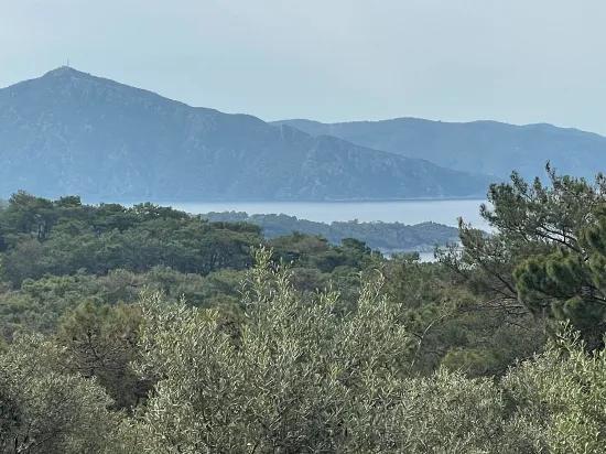 Köyceğiz Ekincik mit Meerblick 7.000m2 2b zu verkaufen Olivenhain