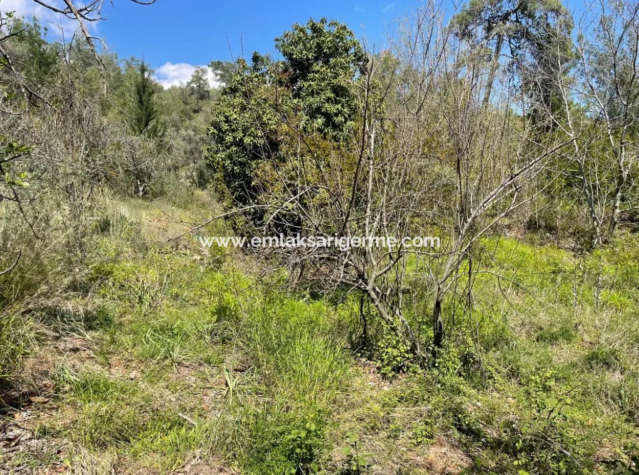 Mehrfamilienhaus Zum Verkauf In 5650M2 Feld In Zeytinalann