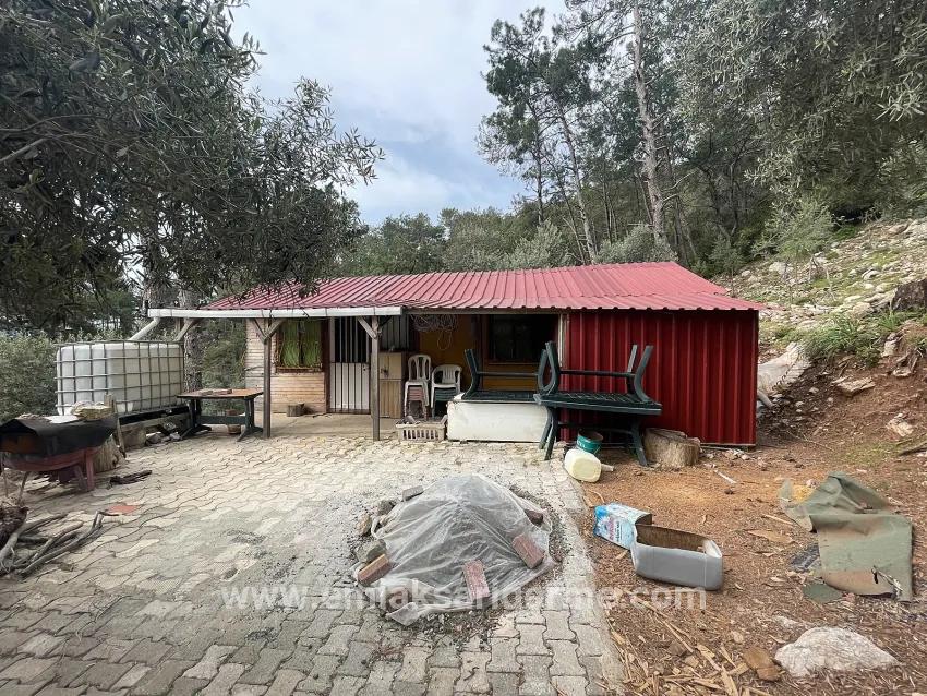 Field For sale in Ekincik Nbh. Köyceğiz - Olive Zoned - 7.000 m²