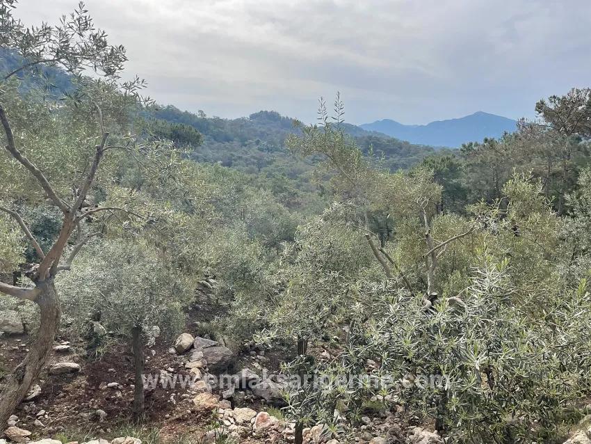 Field For sale in Ekincik Nbh. Köyceğiz - Olive Zoned - 7.000 m²