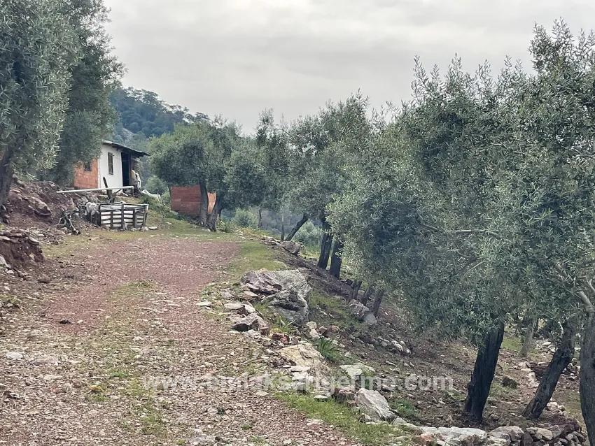 Field For sale in Ekincik Nbh. Köyceğiz - Olive Zoned - 7.000 m²