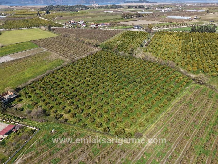17.550m2 Vineyard-bahce For Sale Close To Dalyan Center