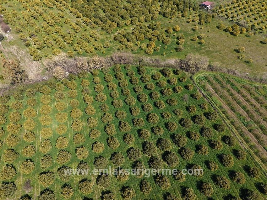 17.550m2 Vineyard-bahce For Sale Close To Dalyan Center