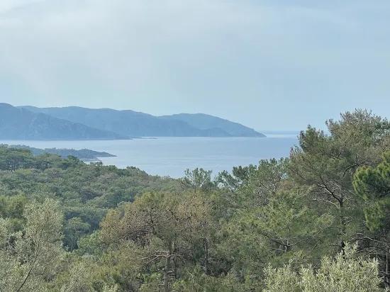 Köyceğiz Ekincik sea view 7.000m2 2b for sale olive grove