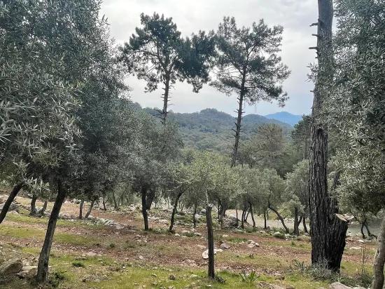 Köyceğiz Ekincik sea view 7.000m2 2b for sale olive grove