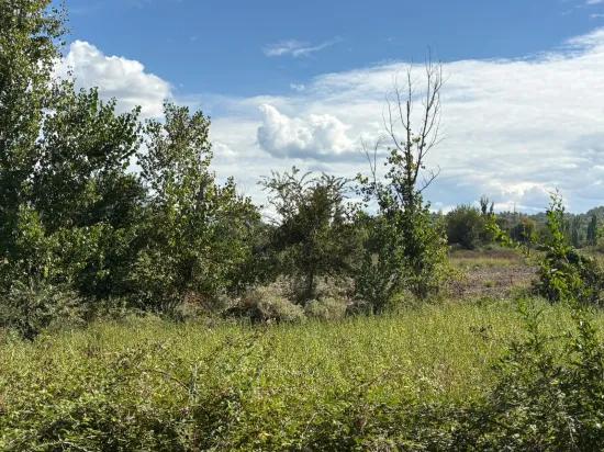 10.500 m2 field for sale In Köyceğiz Zeytinalanı