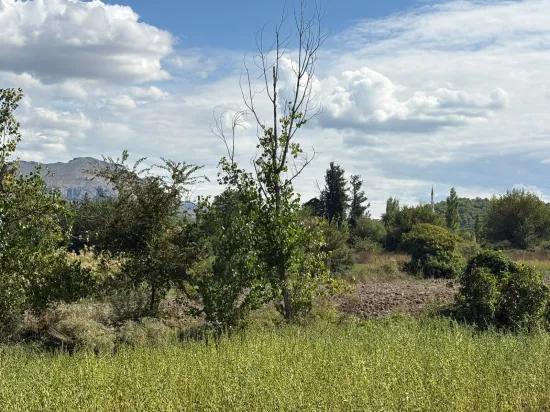 10.500 m2 field for sale In Köyceğiz Zeytinalanı