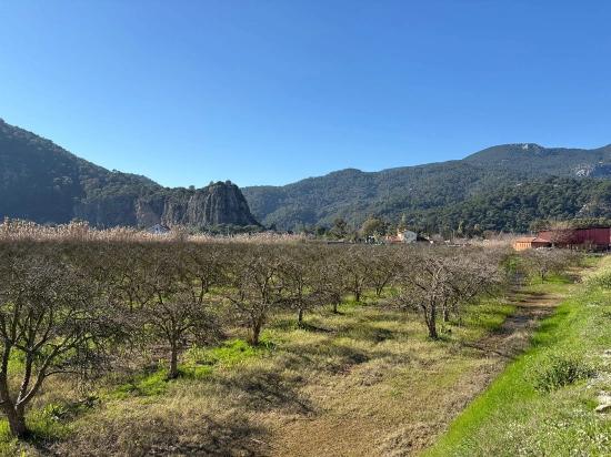 5985m2 Plot Of Land For Sale In Dalyan, Zoned For 5% Vineyard/orchard Use.