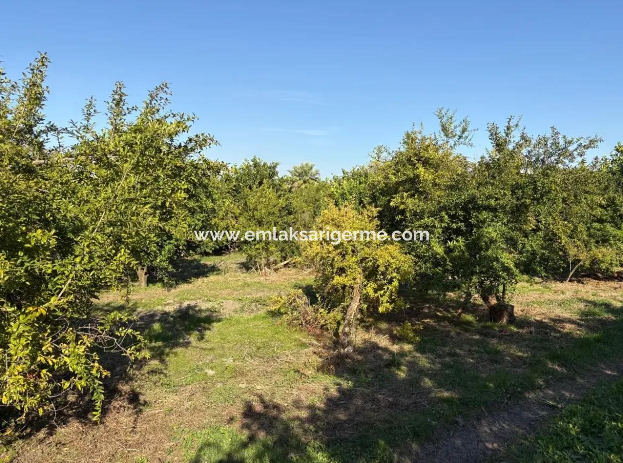 6150M2 Lemon And Pomegranate Garden For Sale In Eskiköy