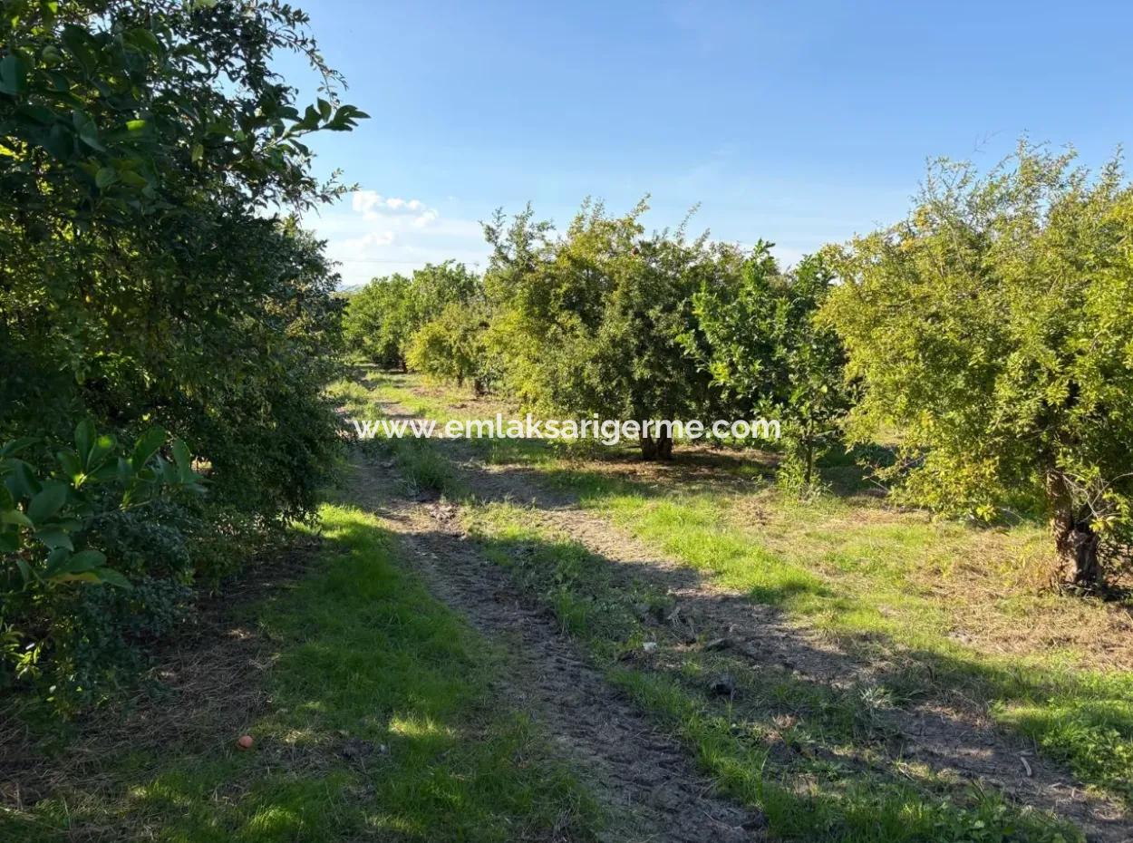 6150M2 Lemon And Pomegranate Garden For Sale In Eskiköy