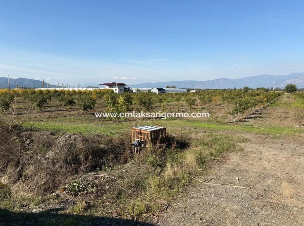 21500M2 Pomegranate Orchard For Sale In Eskiköy