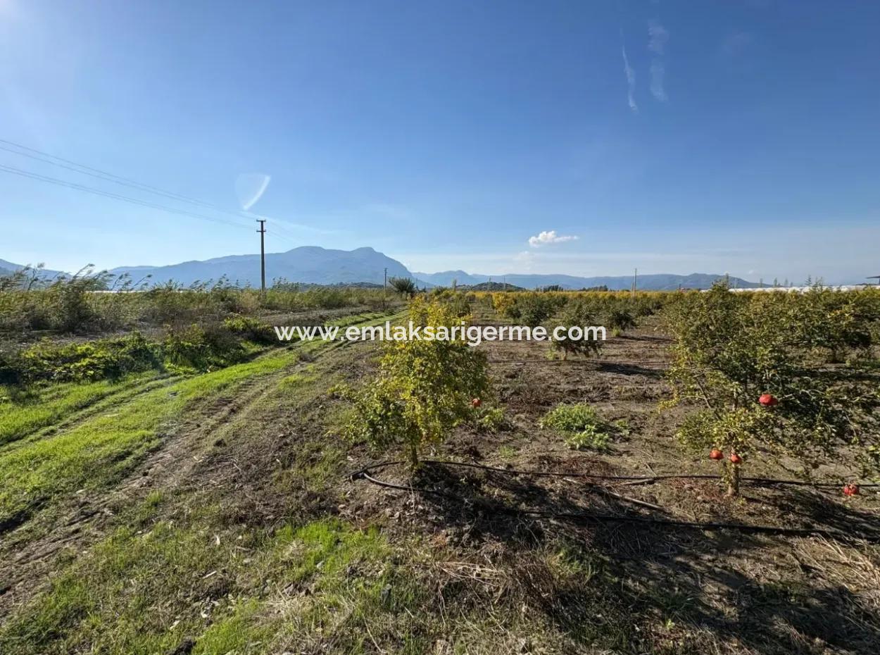 21500M2 Pomegranate Orchard For Sale In Eskiköy