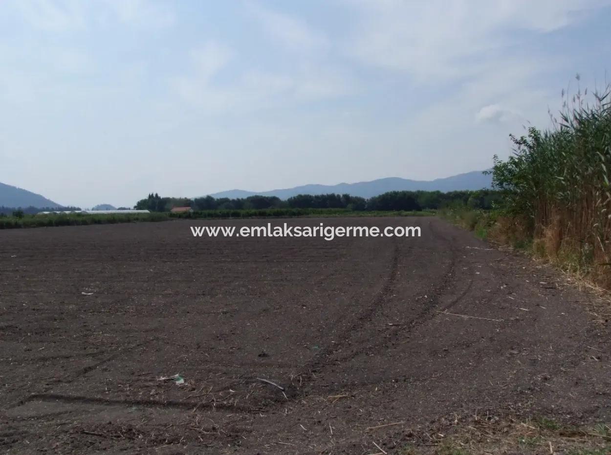 Farm For Sale In Dalyan Eskikoy Eskikoy Oriya 14,900M2 Plot For Sale Field