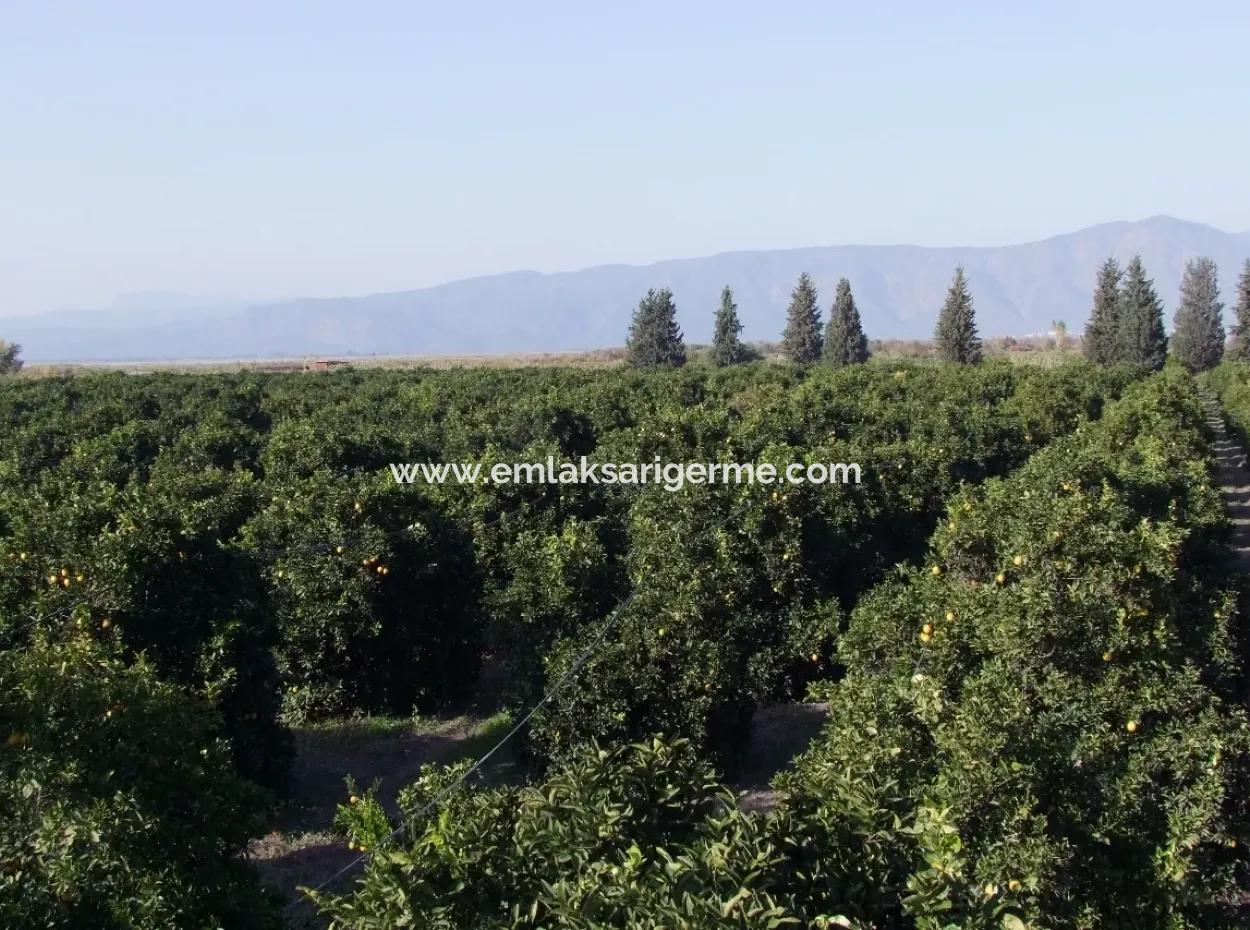 Garden For Sale In Oriya Tepearasi Between The Peak 65,000M2 Orange Garden For Sale