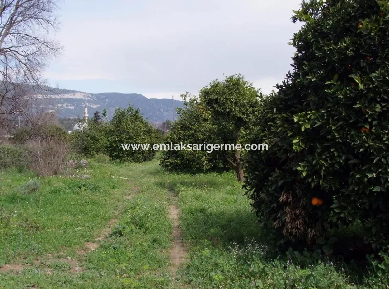 For Sale In Orange Grove 24,000M2 For Sale Near The Sea Garden For Sale Bargain