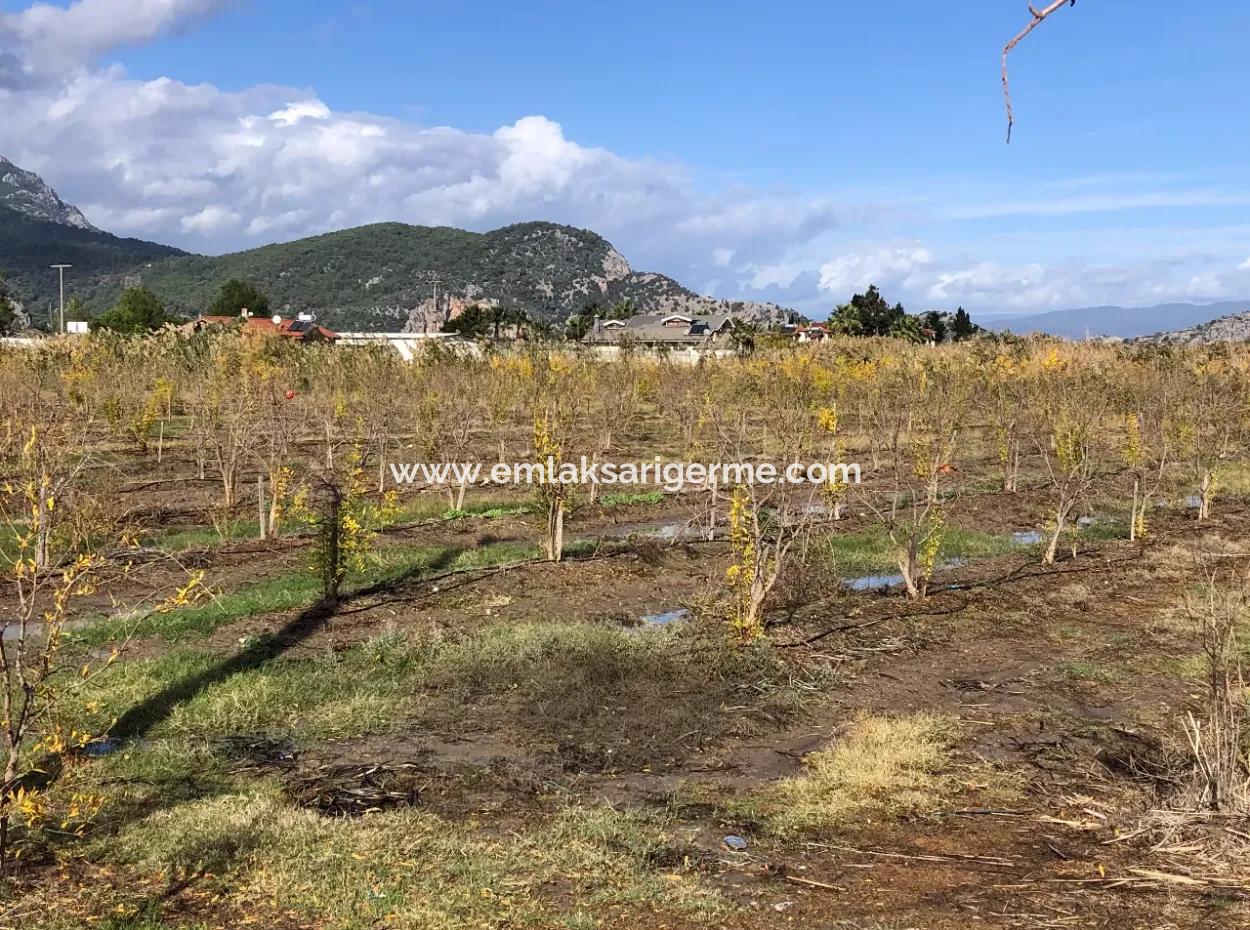 Land For Sale In Dalyan Istuzu Yollu On 24,000M2 Pomegranate Garden For Sale