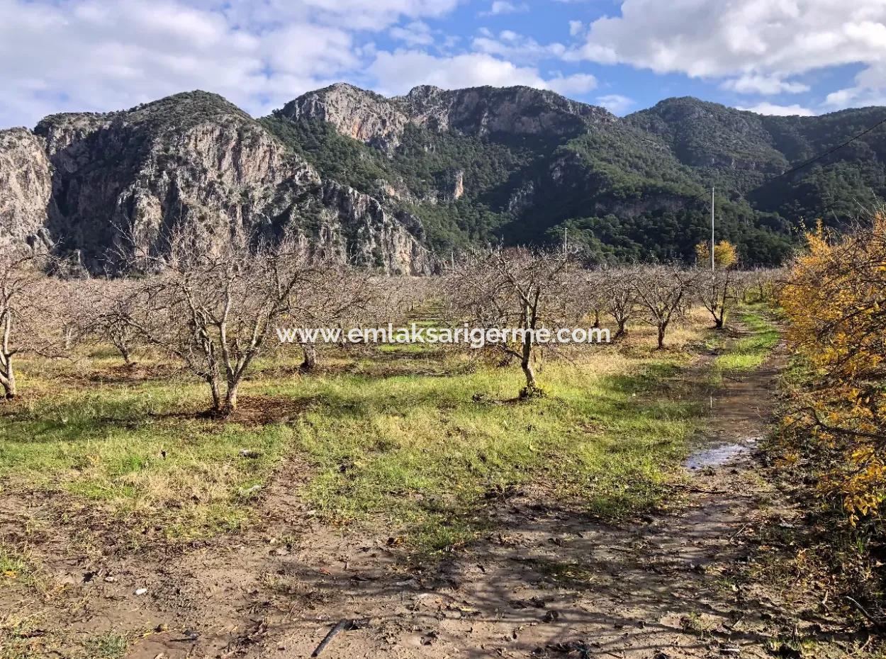 Land For Sale In Dalyan Istuzu Yollu On 24,000M2 Pomegranate Garden For Sale