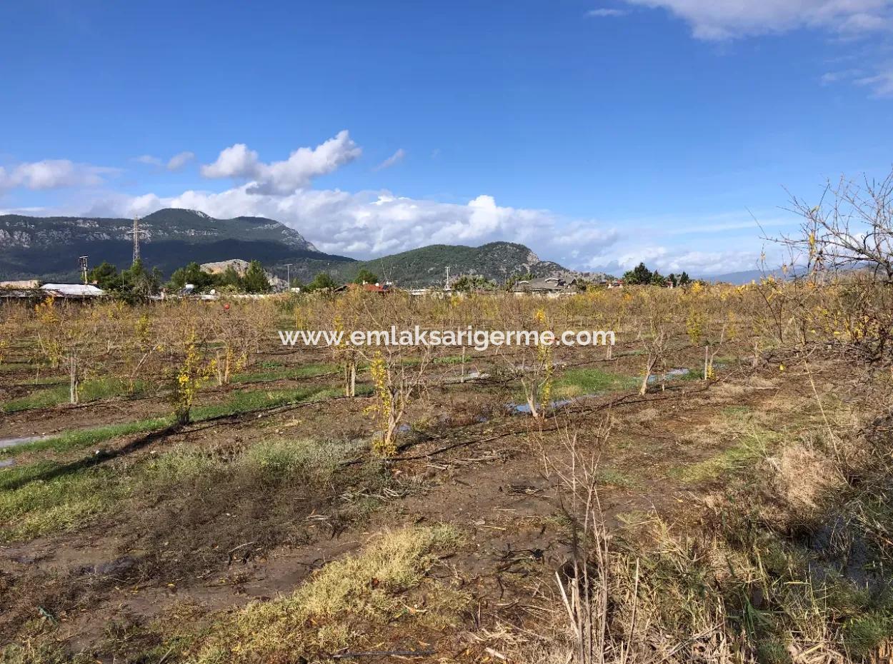 Land For Sale In Dalyan Istuzu Yollu On 24,000M2 Pomegranate Garden For Sale