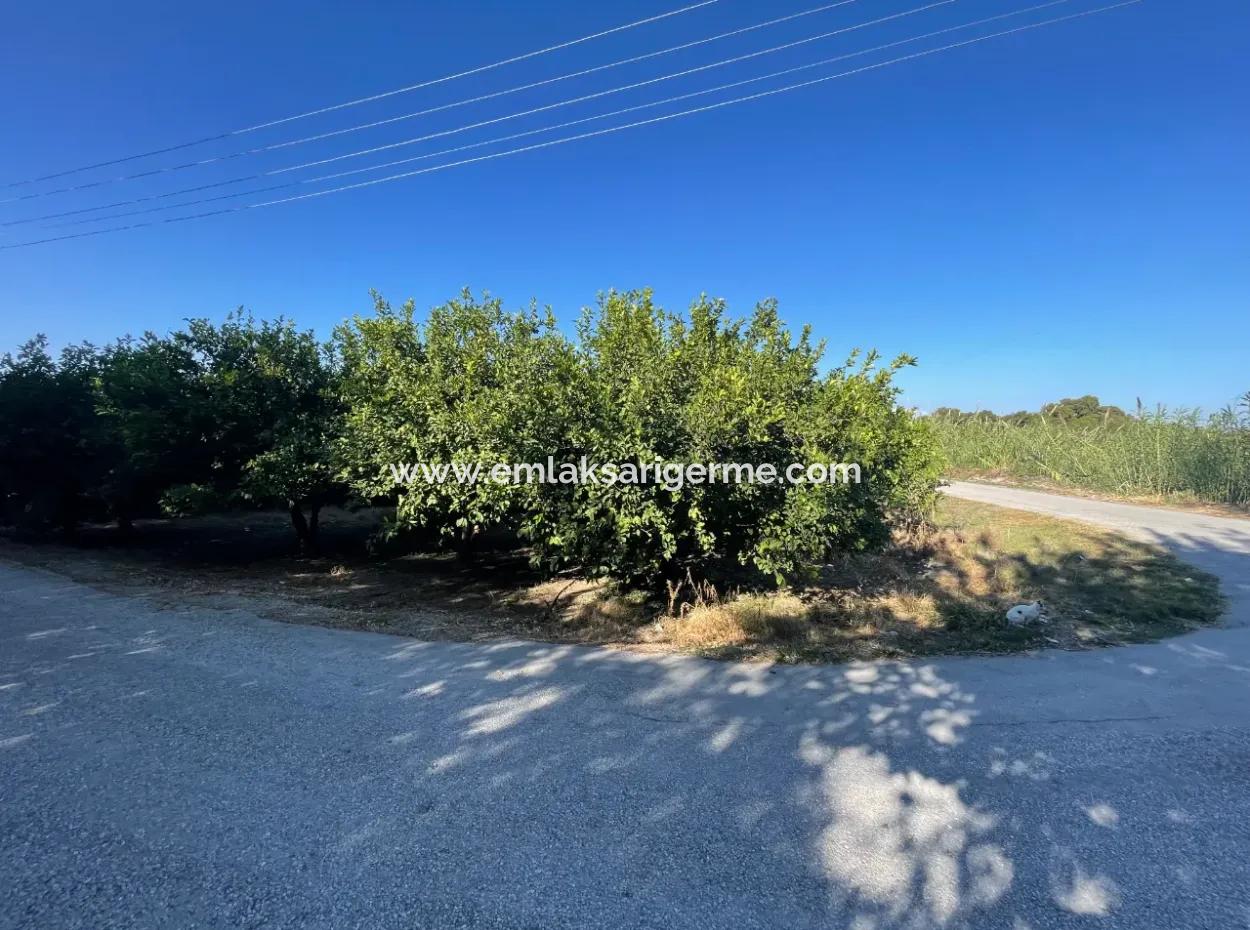 2D Lemon Orchard For Sale In Marmarli, Dalyan