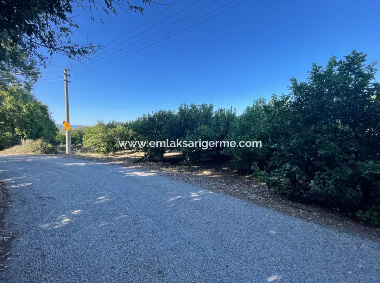 2D Lemon Orchard For Sale In Marmarli, Dalyan