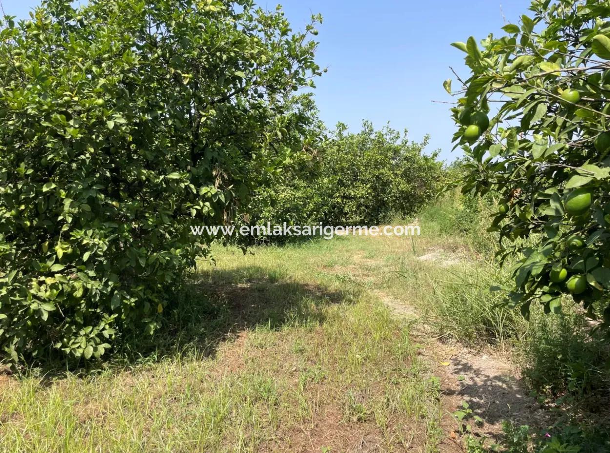 10.000M2 Land For Sale In The Village Built-Up Area In Okçular