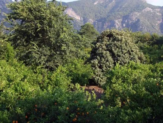 Near The Centre Of Dalyan In Dalyan Plot For Sale For Sale 987M2