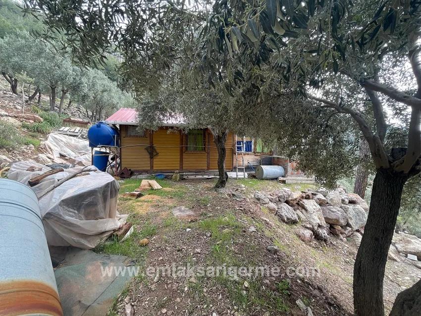Для продажи Поле в Ekincik Köyceğiz - Под Оливковая роща застройку - 7.000 m²