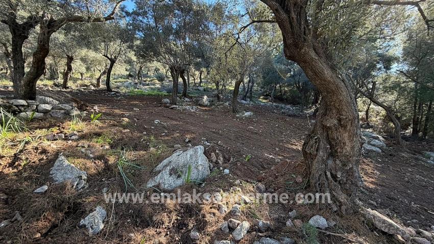 Для продажи Поле в Çandır Köyceğiz - Под Жилье застройку - 5.715 m²