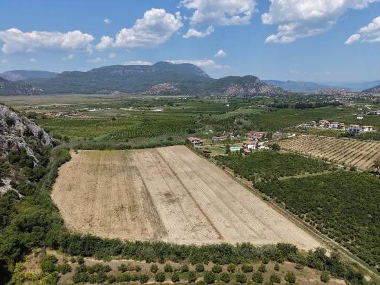 В Далиане 20.786м2 продажа поля