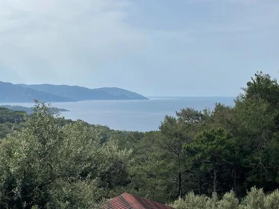 Köyceğiz Ekincik масличный сад с видом на море 7.000m2 2b на продажу