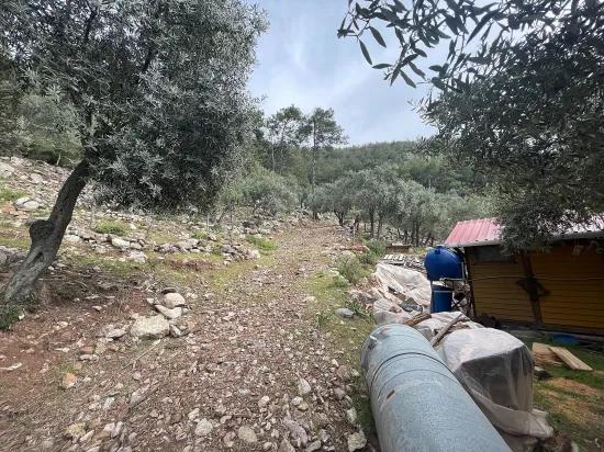 Köyceğiz Ekincik масличный сад с видом на море 7.000m2 2b на продажу