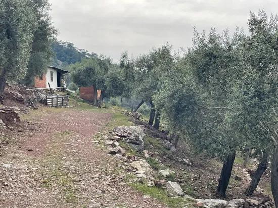 Köyceğiz Ekincik масличный сад с видом на море 7.000m2 2b на продажу