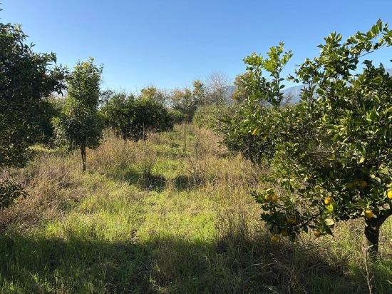 Продается Сад Площадью 4541 М² В Дальяне.