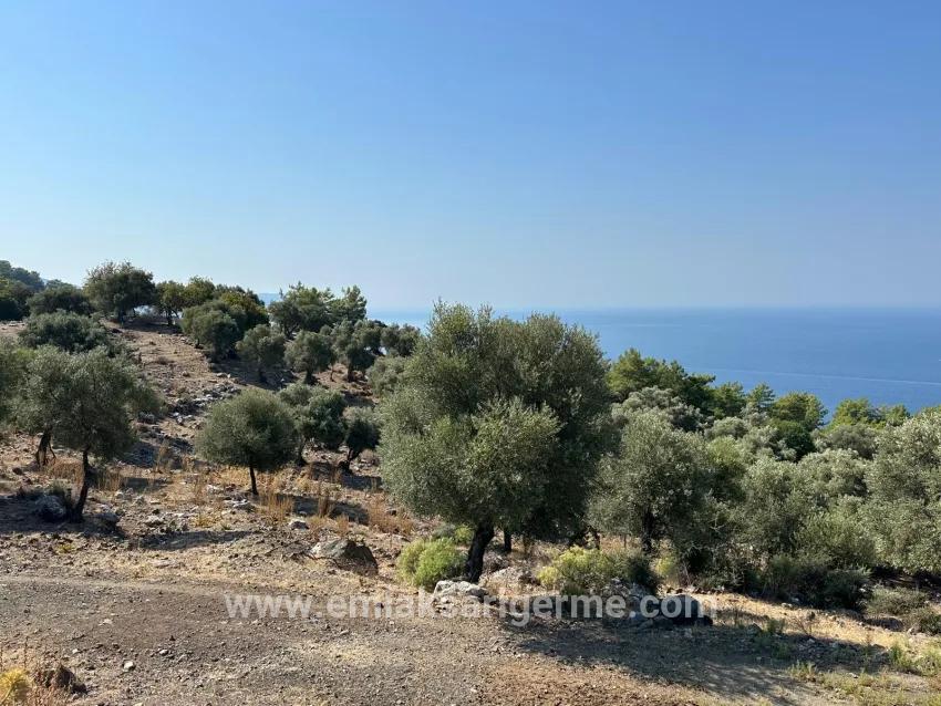 Köyceğiz Çandır Mah. Satılık Tarla - Tarla İmar Durumlu - 21.000 m²
