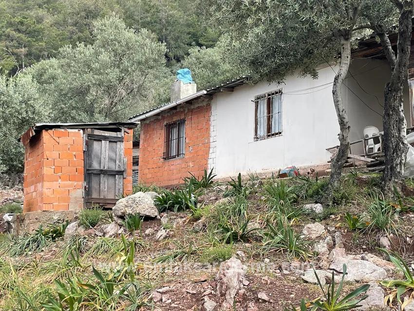Köyceğiz Ekincik Mah. Satılık Tarla - Zeytinlik İmar Durumlu - 7.000 m²