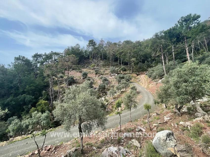 Köyceğiz Ekincik Mah. Satılık Tarla - Zeytinlik İmar Durumlu - 7.000 m²