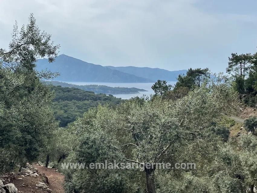 Köyceğiz Ekincik Mah. Satılık Tarla - Zeytinlik İmar Durumlu - 7.000 m²