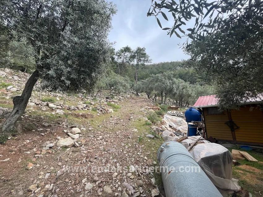 Köyceğiz Ekincik Mah. Satılık Tarla - Zeytinlik İmar Durumlu - 7.000 m²