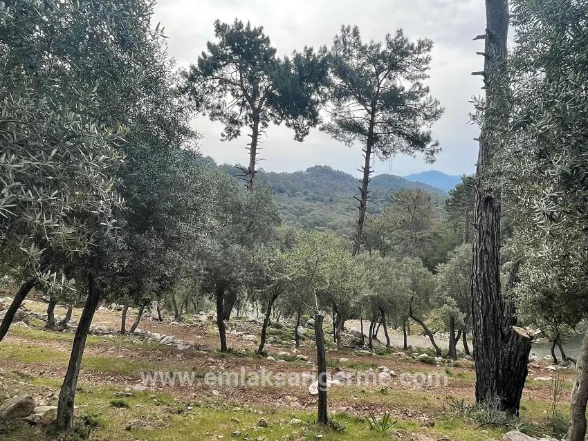 Köyceğiz Ekincik Mah. Satılık Tarla - Zeytinlik İmar Durumlu - 7.000 m²
