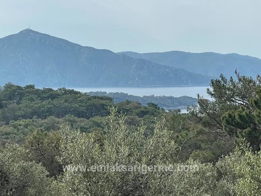 Köyceğiz Ekincik Mah. Satılık Tarla - Zeytinlik İmar Durumlu - 7.000 m²