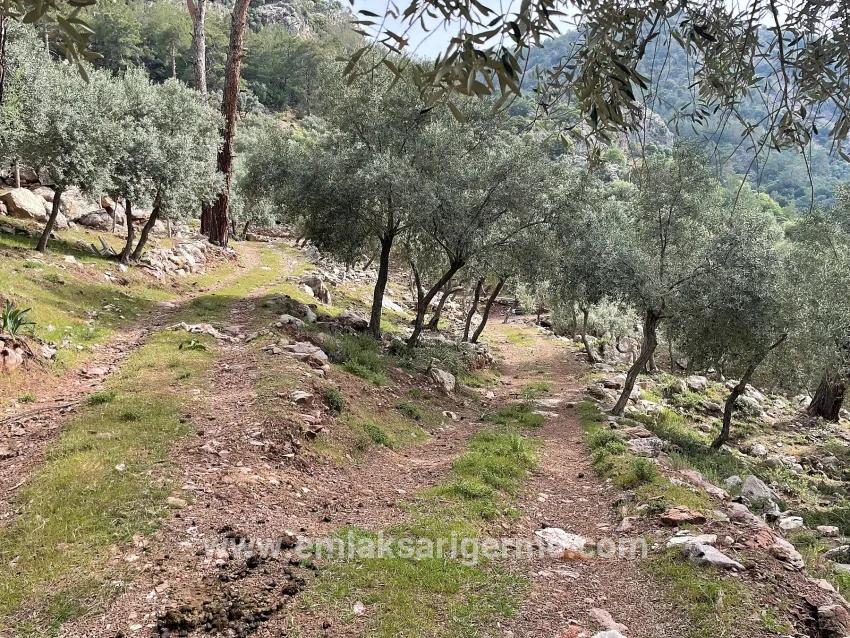 Köyceğiz Ekincik Mah. Satılık Tarla - Zeytinlik İmar Durumlu - 7.000 m²