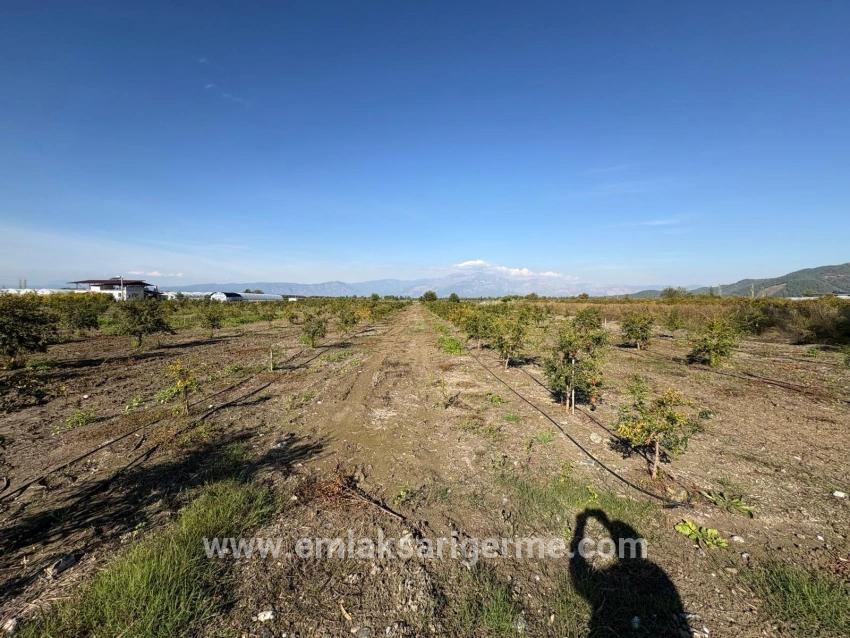 Eskiköy'de 21500m2 Satılık Nar Bahçesi