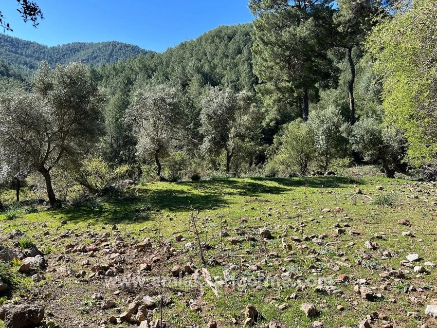 Gökbel'de Doğa Ve Orman İçerisinde Satılık Tarla