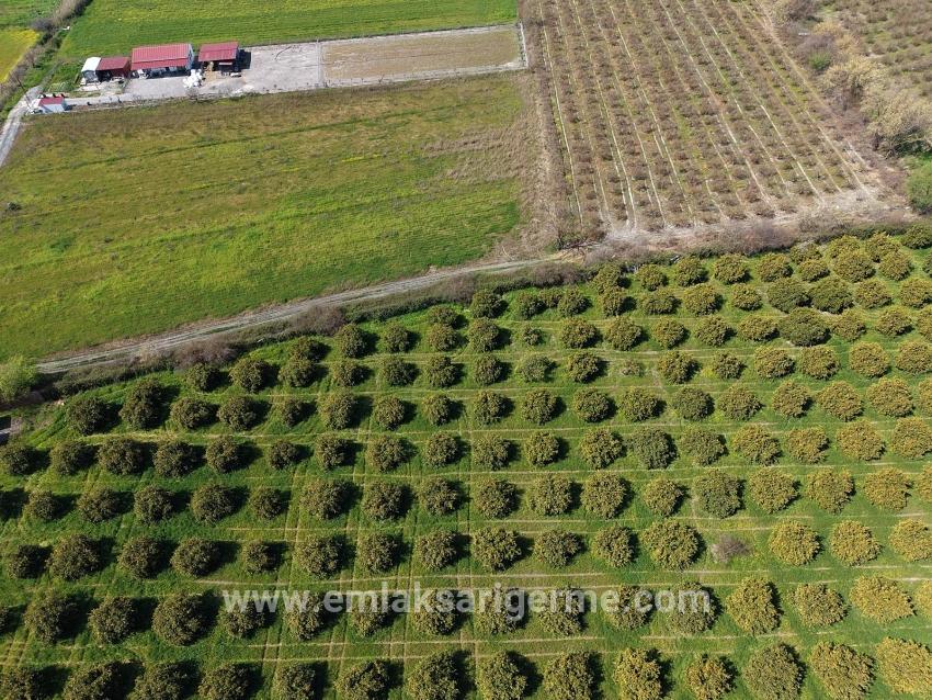 Dalyan Merkeze Yakın 17.550m2 Satılık Bağ-bahçe